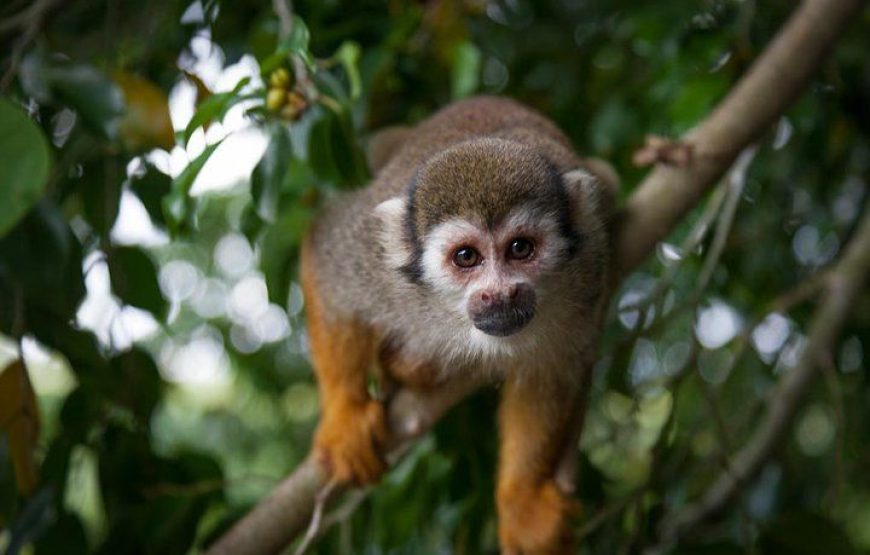 Monkey Jungle Zip Lining