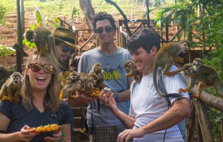 Monkey Jungle Zip Lining