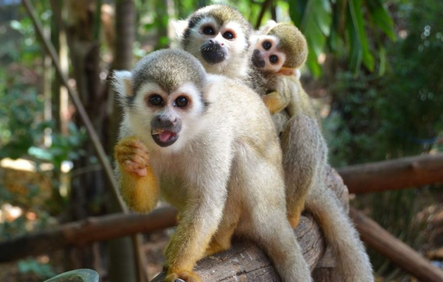 Monkey Jungle Zip Lining